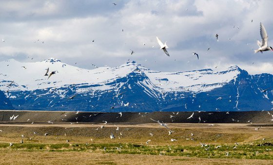El Ártico verdea cada año un poco más.